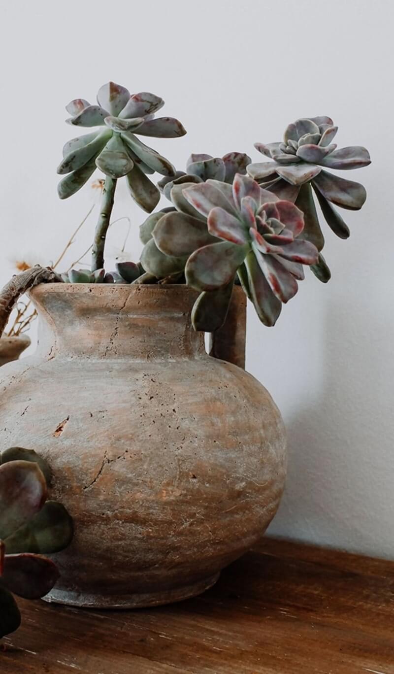 Antique style succulent clay pot with distressed, rustic earthenware holding succulents.
