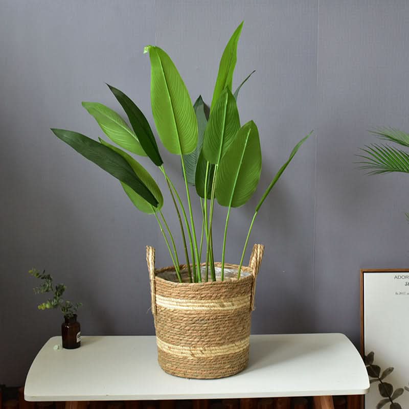 Natural straw plant basket with handles holding lush green foliage, home decor