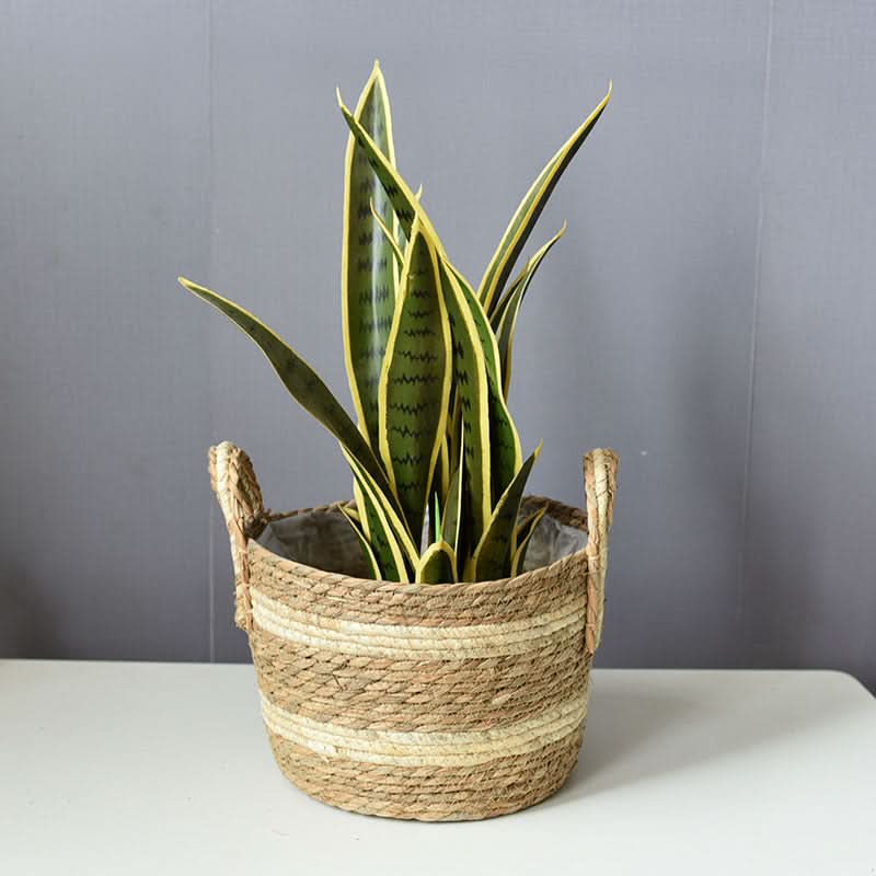 Woven plant basket with handles, featuring a snake plant with green and yellow variegated leaves.