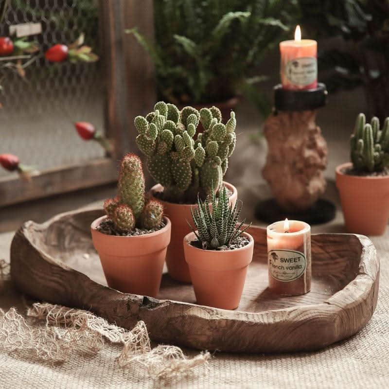 Wooden Distressed Serving Bowl with potted cacti and candles, rustic home decor.