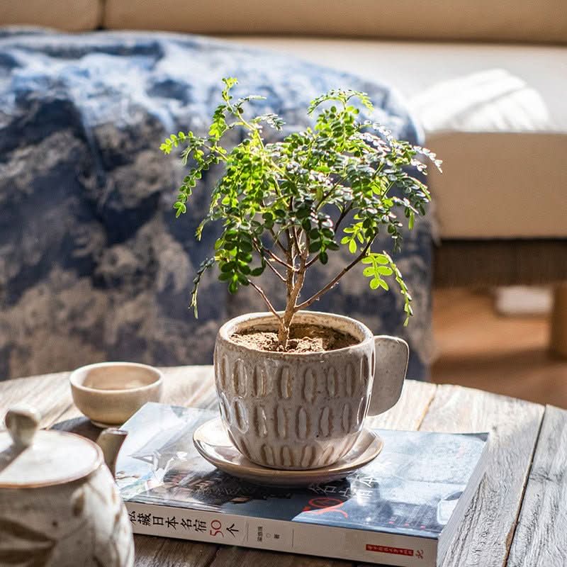 Ceramic Irregular Flower Pot Set, beige planter with green succulent on wooden table