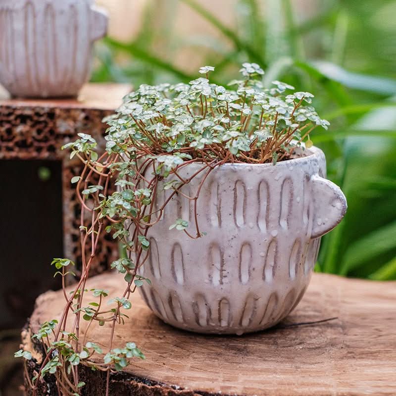 Ceramic Irregular Flower Pot with cascading plant on rustic wood.