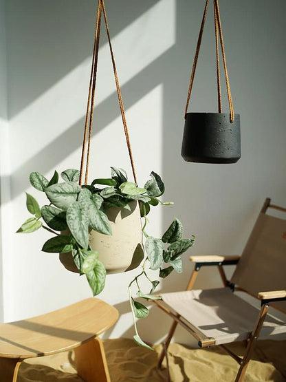 Nordic Cement Plant Hangers Indoor - -